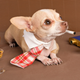Naughty chihuahua relaxes surrounded by tiny whiskey glasses and cigarettes